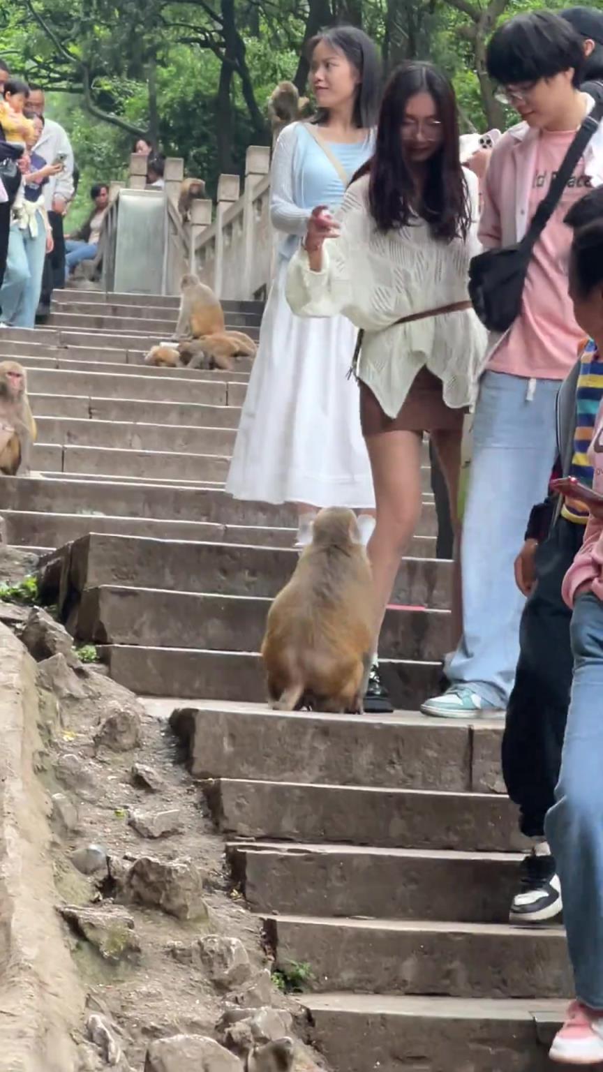 猴子都要把女生的腿抓破了??！