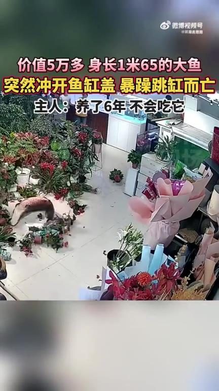 價值五萬多、1.65米長大魚暴躁跳缸死亡