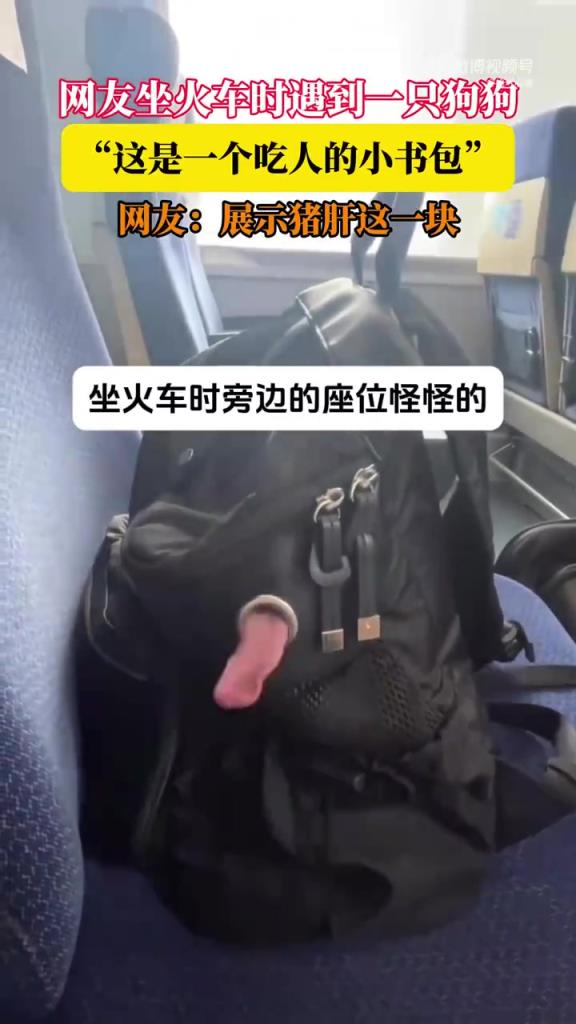 網(wǎng)友坐火車時遇到一只狗狗