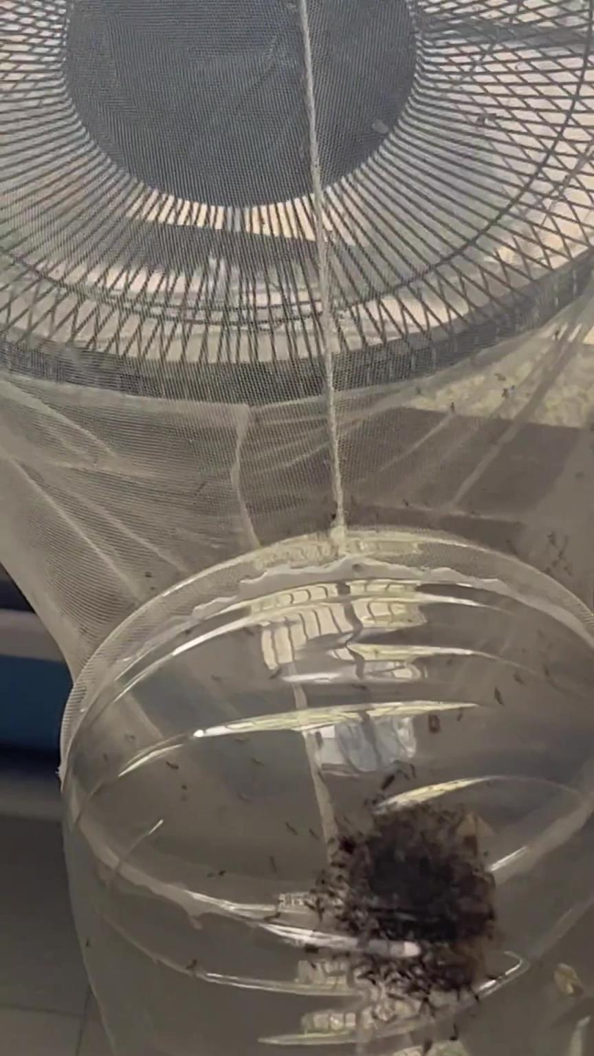 這個蚊子收集器真好用！再養(yǎng)只雞，雞都不愁吃了