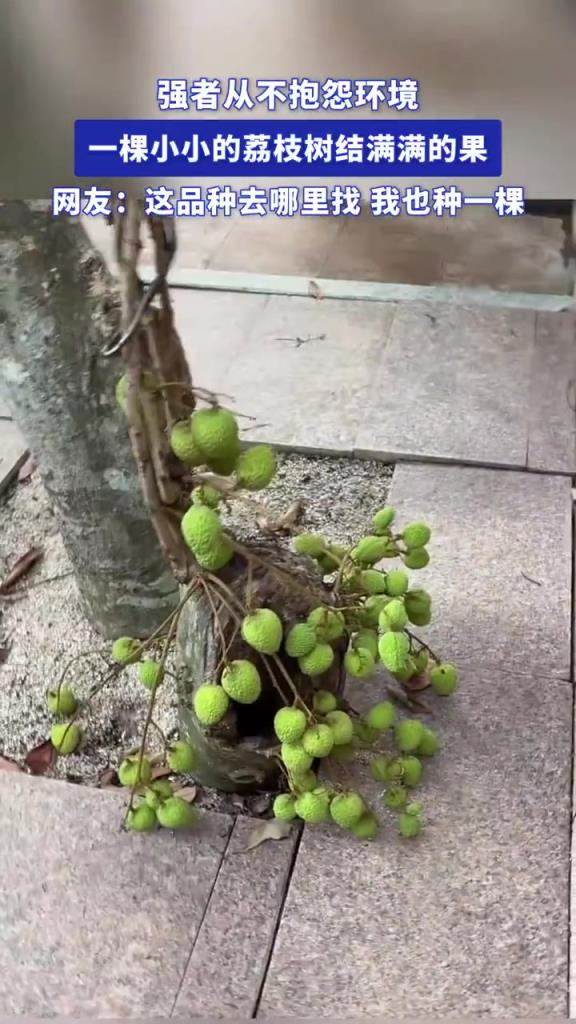 強者從不抱怨環(huán)境 一棵小小的荔枝樹結(jié)滿滿的果