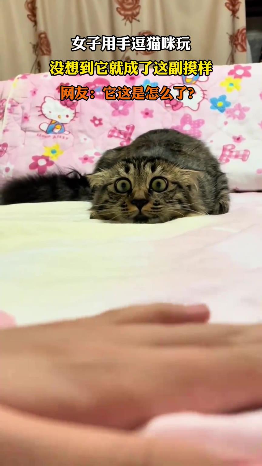 女子用手逗貓咪玩，沒想到它就成了這副摸樣
