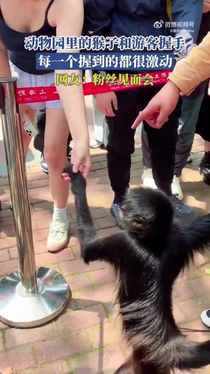 動物園里的猴子和游客握手，每一個握到的都很激動