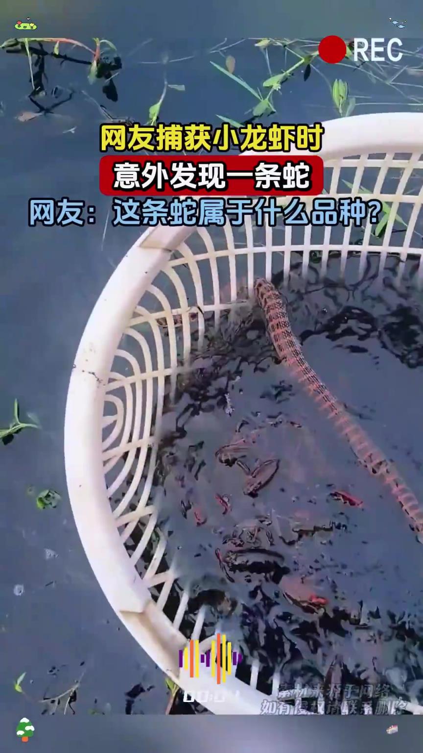 網(wǎng)友捕獲小龍蝦時，意外發(fā)現(xiàn)一條蛇，網(wǎng)友：這條蛇屬于什么品種