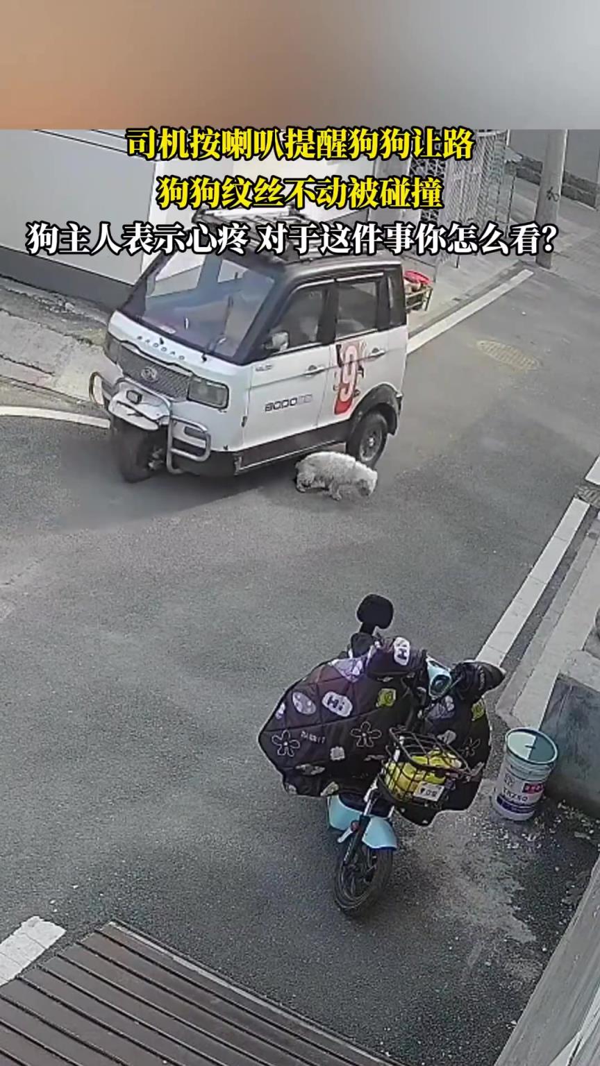司機(jī)按喇叭提醒狗狗讓路，狗狗紋絲不動被碰撞