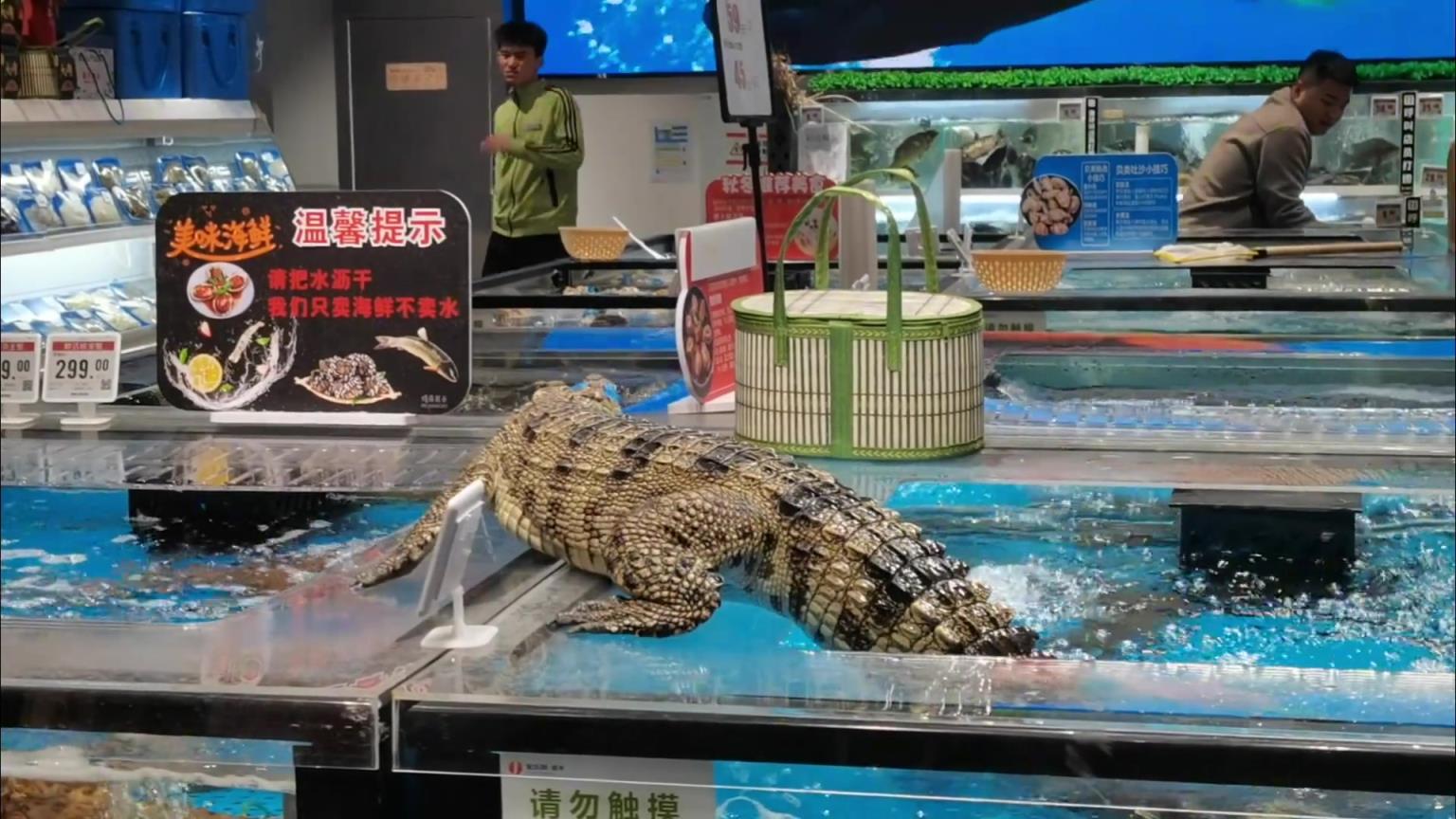 這么大一條鱷魚在生鮮超市“越獄”，給人嚇壞了