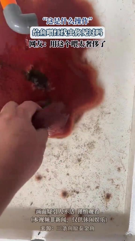 用紅線蟲喂魚引熱議，網友：這飼料比魚還貴吧？