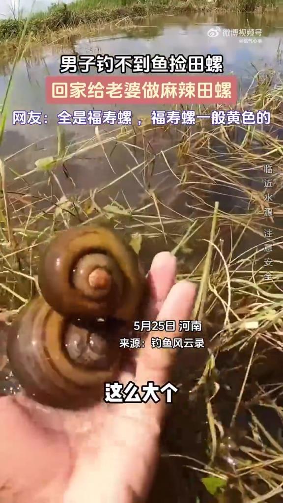 男子釣不到魚撿田螺，回家給老婆做麻辣田螺！