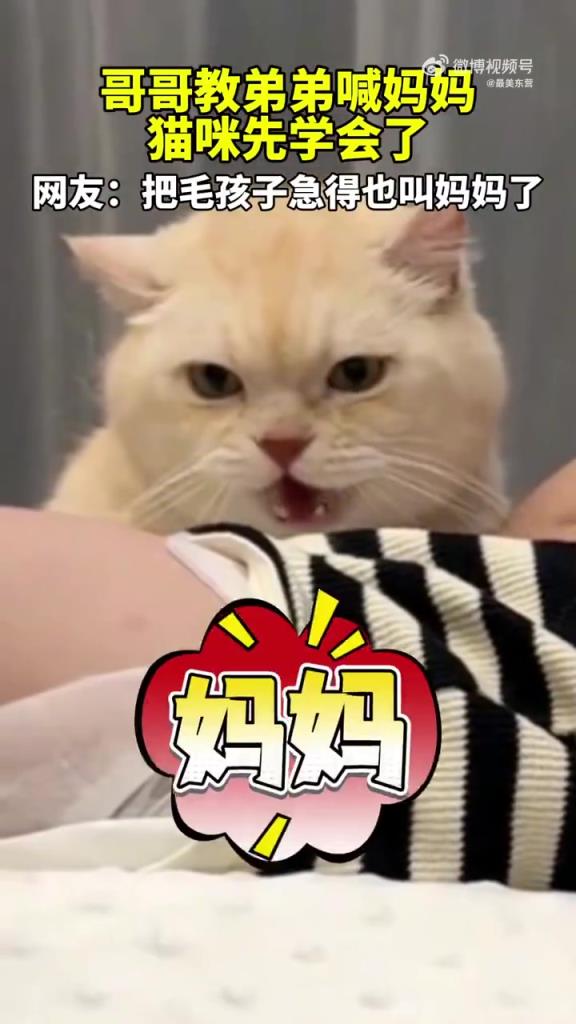 哥哥教弟喊媽貓咪搶鏡，網(wǎng)友：貓比人學(xué)得快