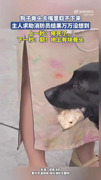 狗子骨頭卡嘴里取不下來，主人求助消防員結(jié)果萬萬沒想到