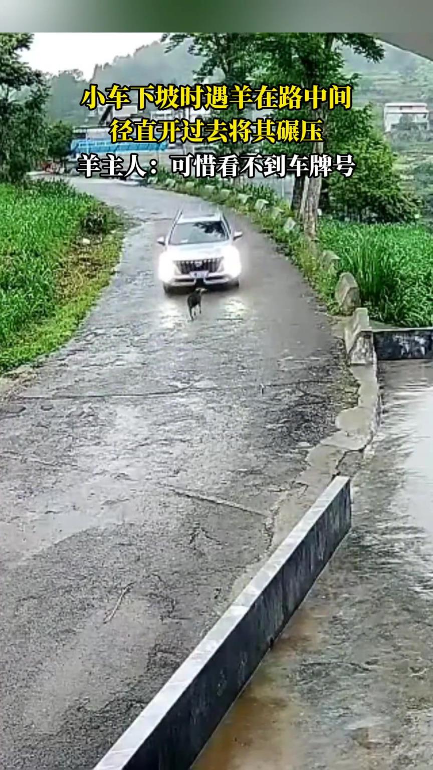 小車下坡時遇羊在路中間，徑直開過去將其碾壓?。?！