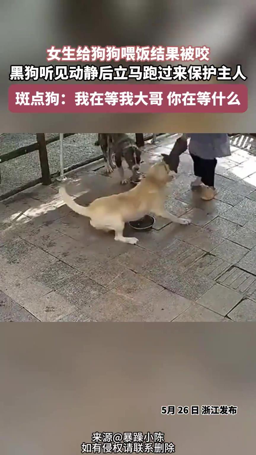 女生給狗狗喂飯結(jié)果被咬，黑狗聽見動靜后，立馬跑過來保護(hù)主人