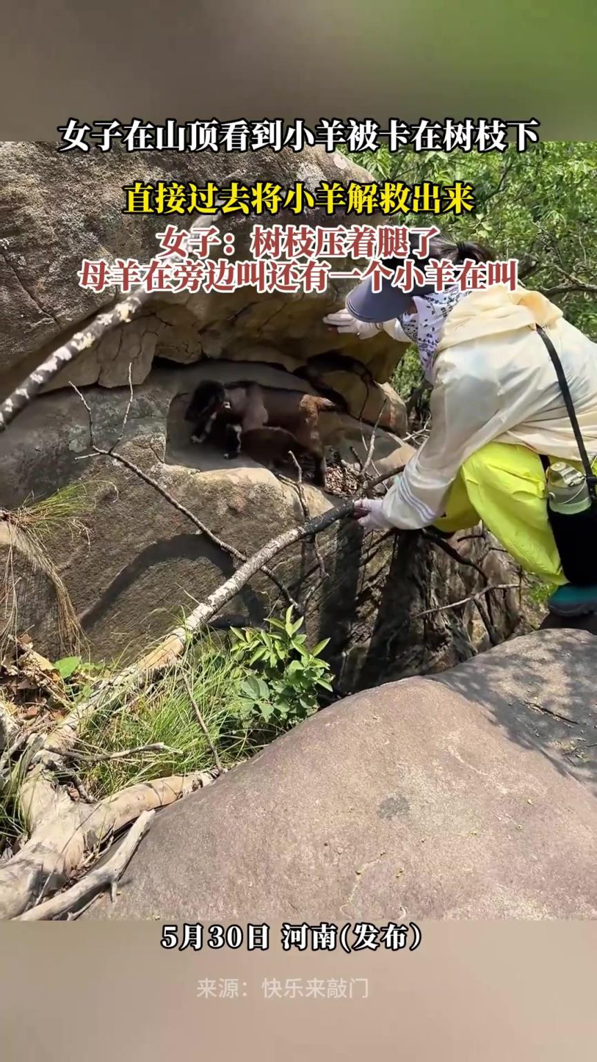 女子在山頂看到小羊被卡在樹枝下，直接過去將小羊解救出來