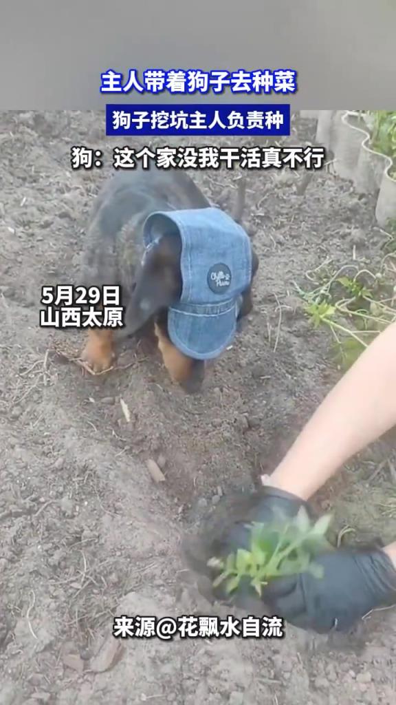 主人帶狗子種菜，狗子挖坑主人負(fù)責(zé)種，狗：這個(gè)家沒我干活真不行