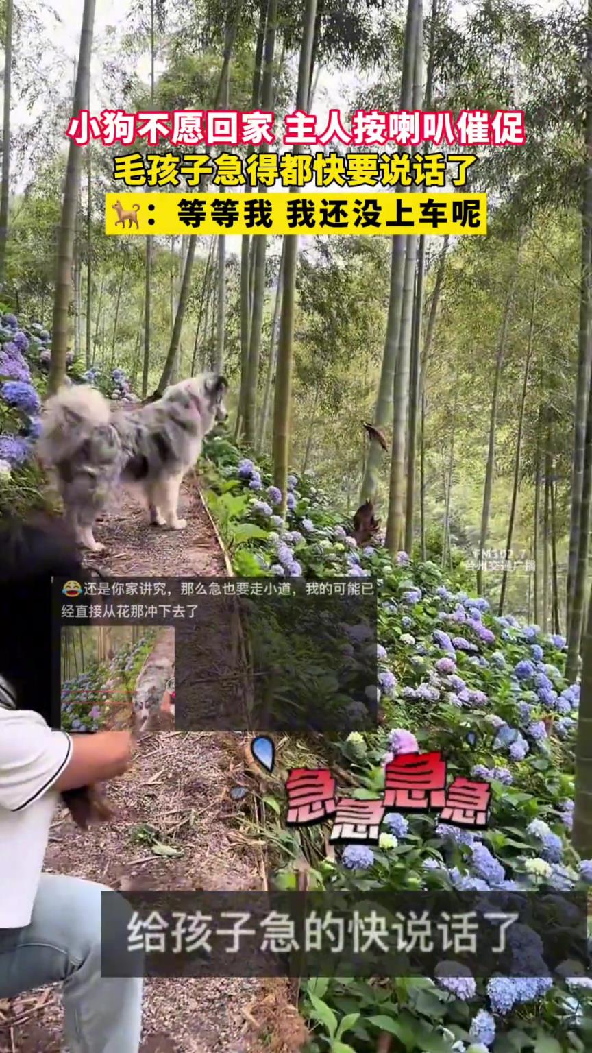 小狗不愿回家 主人按喇叭催促，毛孩子急得都快要說話了