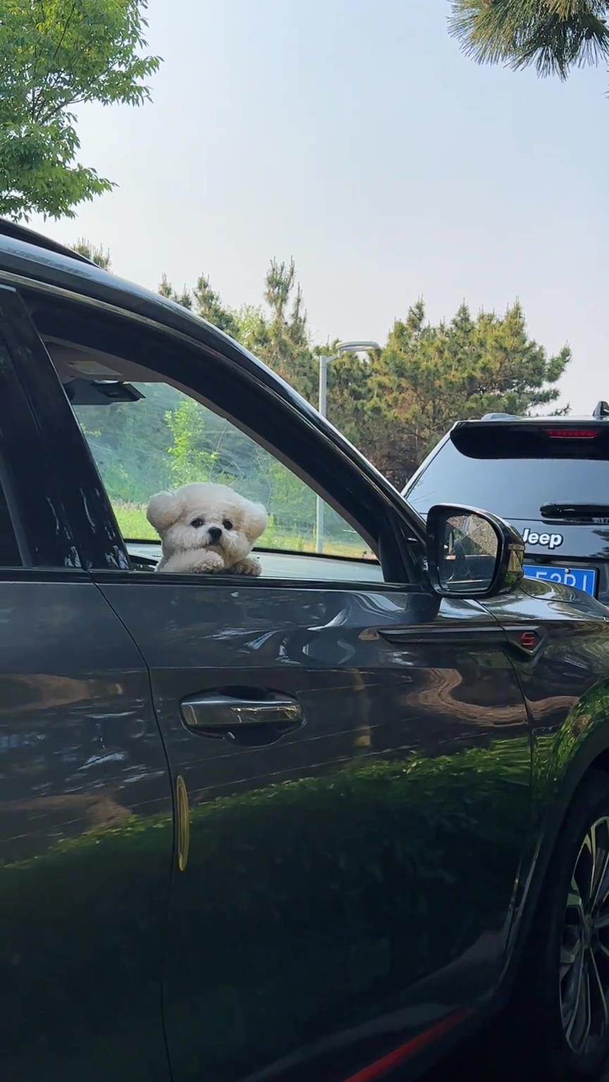 在公園看到一個(gè)小狗好可愛，要不要用麻袋把它裝走