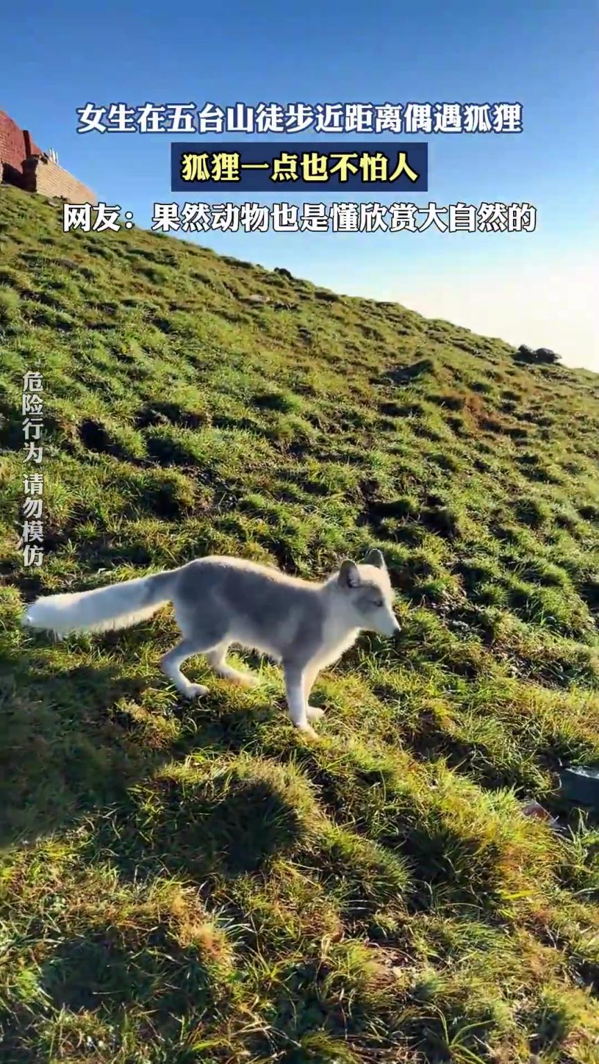 女生在五臺山徒步近距離偶遇狐貍，狐貍一點(diǎn)也不怕人！！