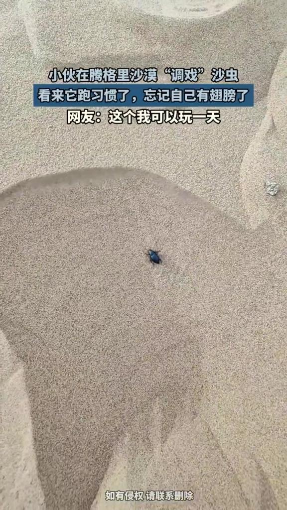 小伙在騰格里沙漠“調(diào)戲”沙蟲，看來(lái)它跑習(xí)慣了忘記自己有翅膀了
