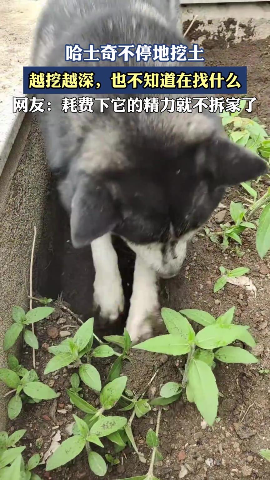 哈士奇不停地挖土，越挖越深，也不知道在找什么