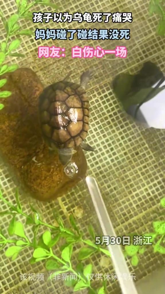孩子以为乌龟死了痛哭，妈妈碰了碰结果没死