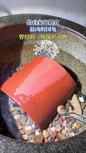 给自家龟喂食，最凶的国龟，曾经的一级保护动物