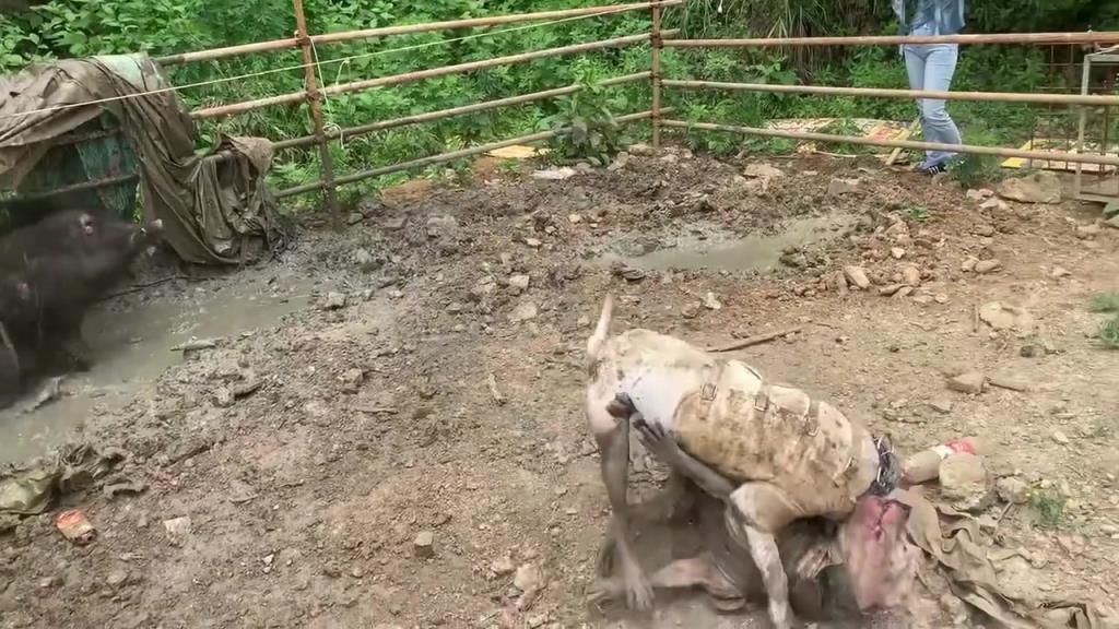 这狗是不是野猪的帮手啊？