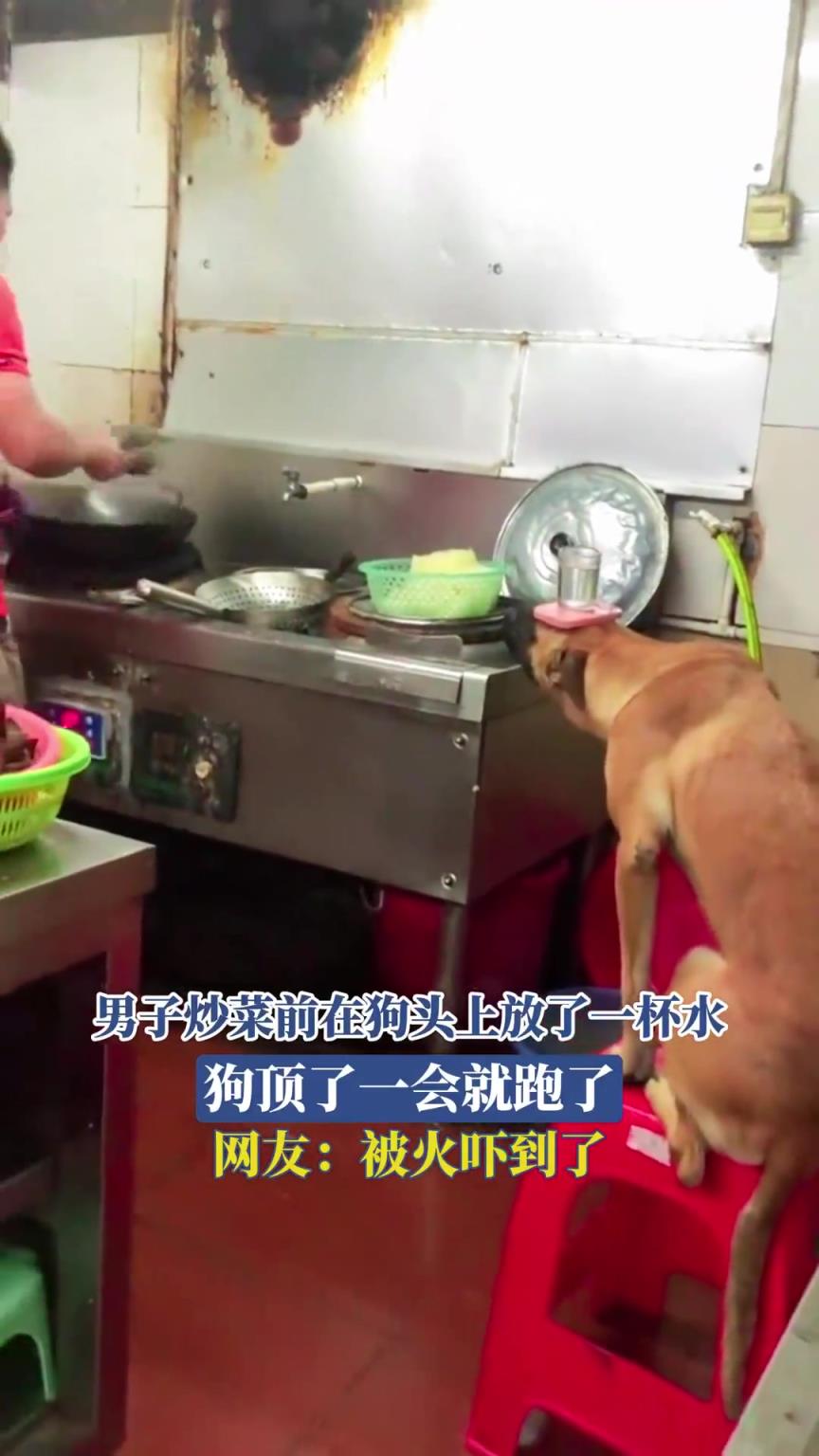 男子炒菜前在狗頭上放了一杯水，狗頂了一會就跑了