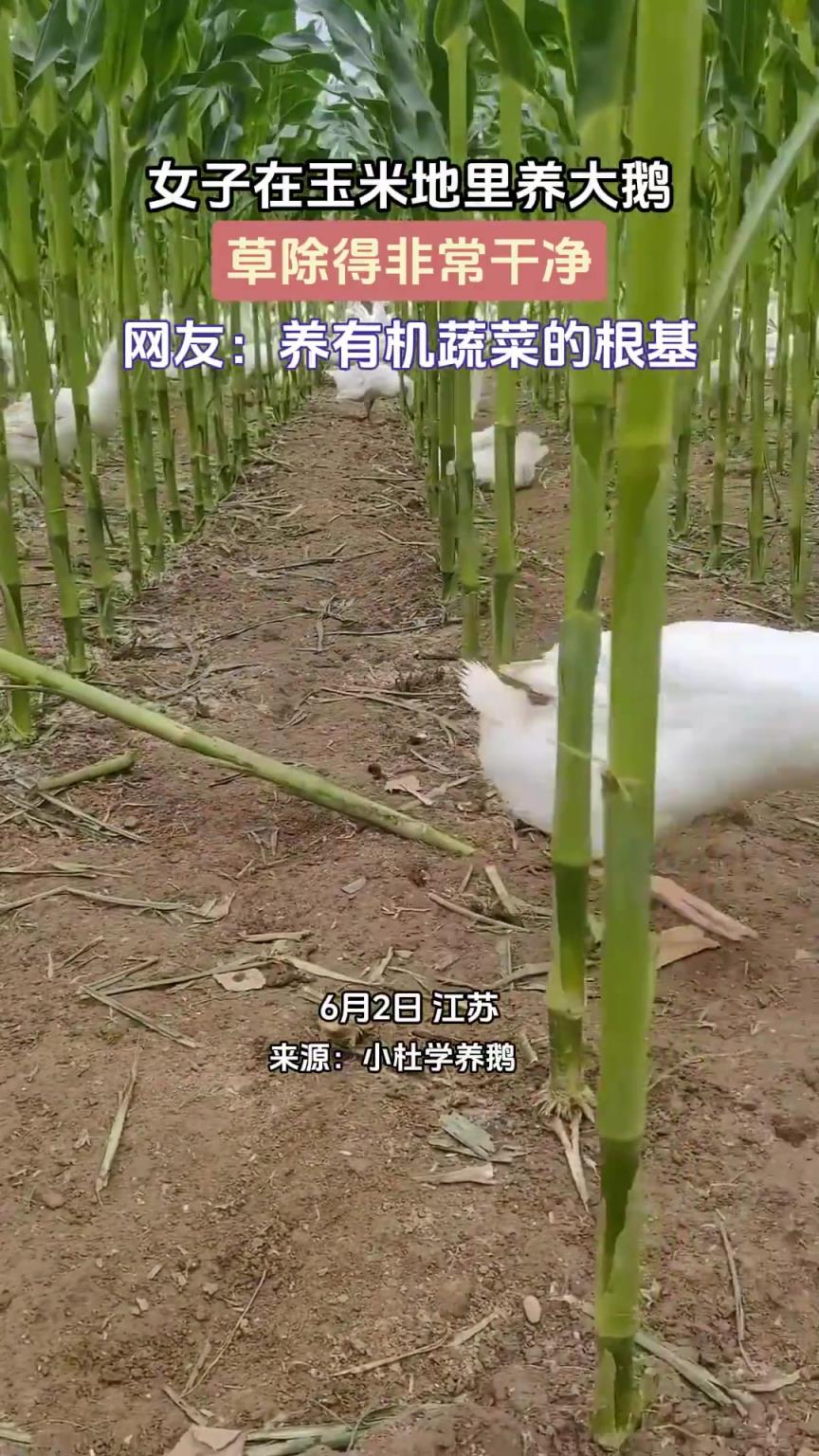 女子在玉米地里养大鹅，草除得非常干净