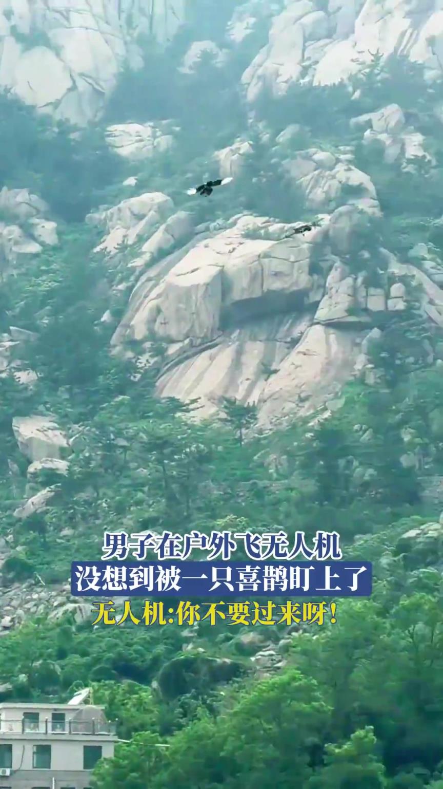 男子在戶外飛無人機(jī)，沒想到被一只喜鵲盯上了