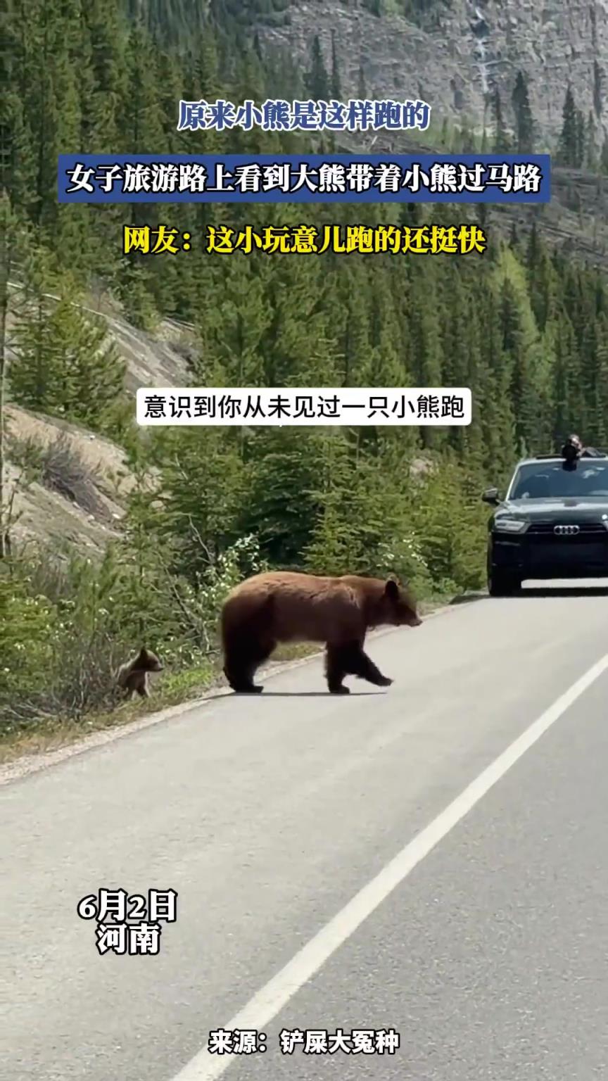女子旅游路上看到大熊带着小熊过马路！原来小熊是这样跑的啊