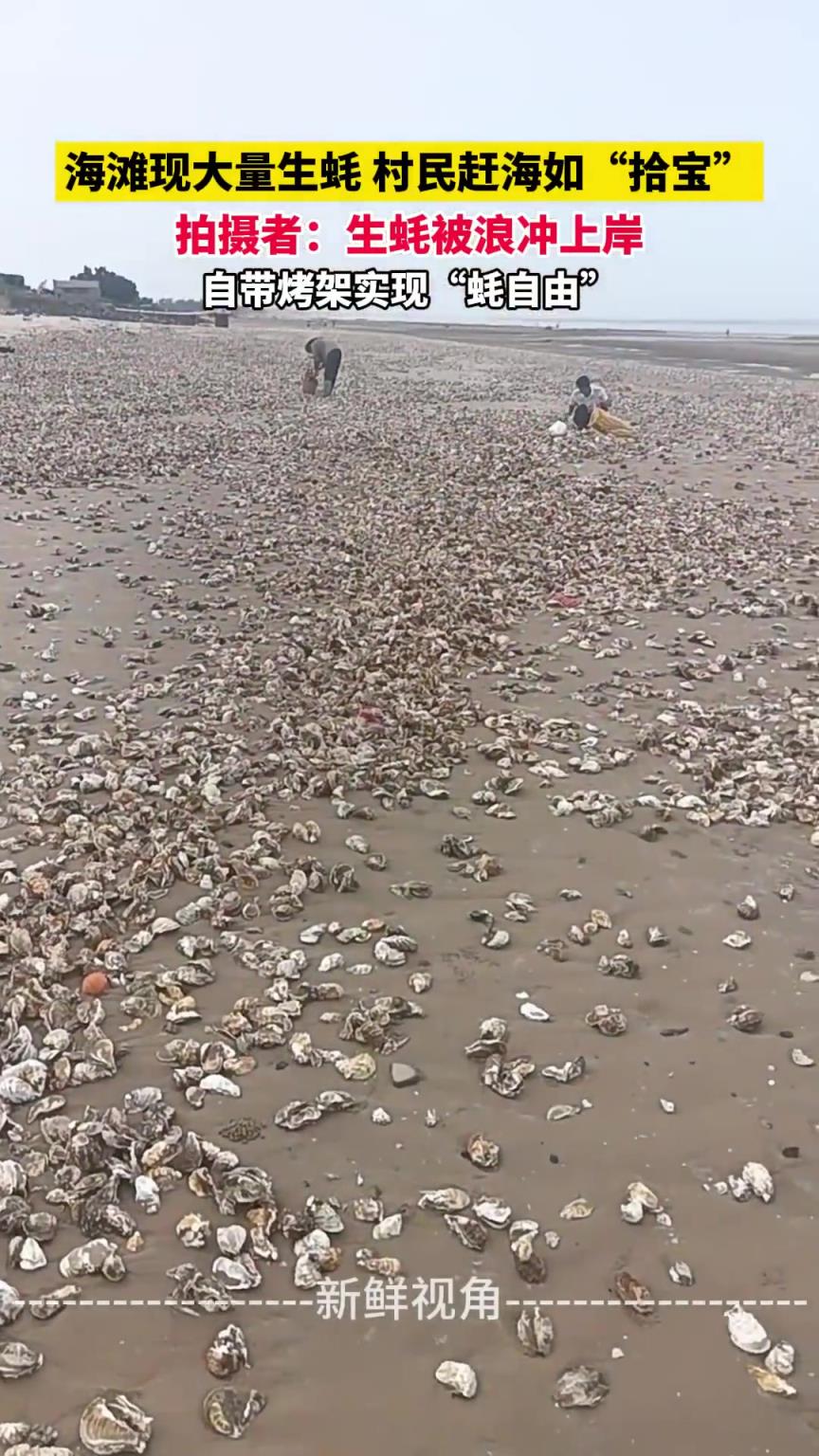海滩现大量生蚝 村民赶海如“拾宝” 拍摄者：生蚝被浪冲上岸