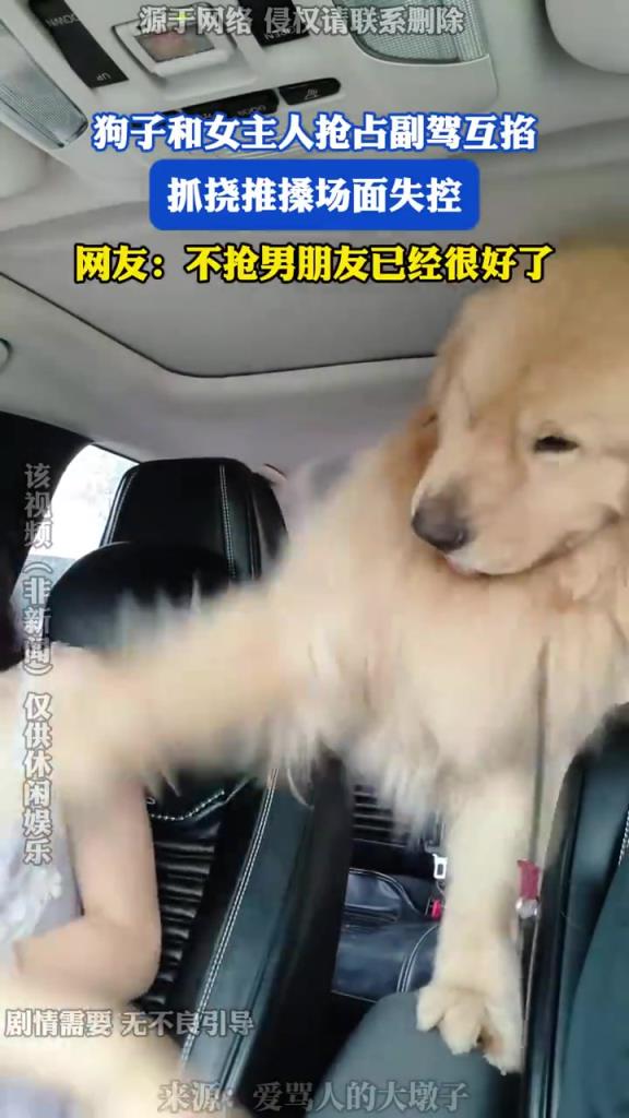 狗子和女主人抢占副驾互掐，抓挠推搡场面失控