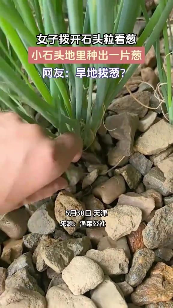 女子撥開石頭?？词[，小石頭地里種出一片蔥
