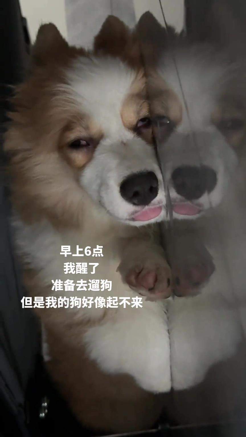 早上六点准备去遛狗，但是看到还在熟睡的狗子！