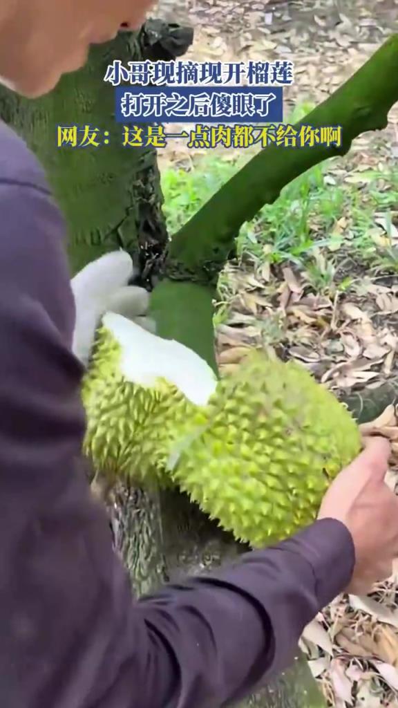 小哥現(xiàn)摘現(xiàn)開榴蓮，打開之后傻眼了