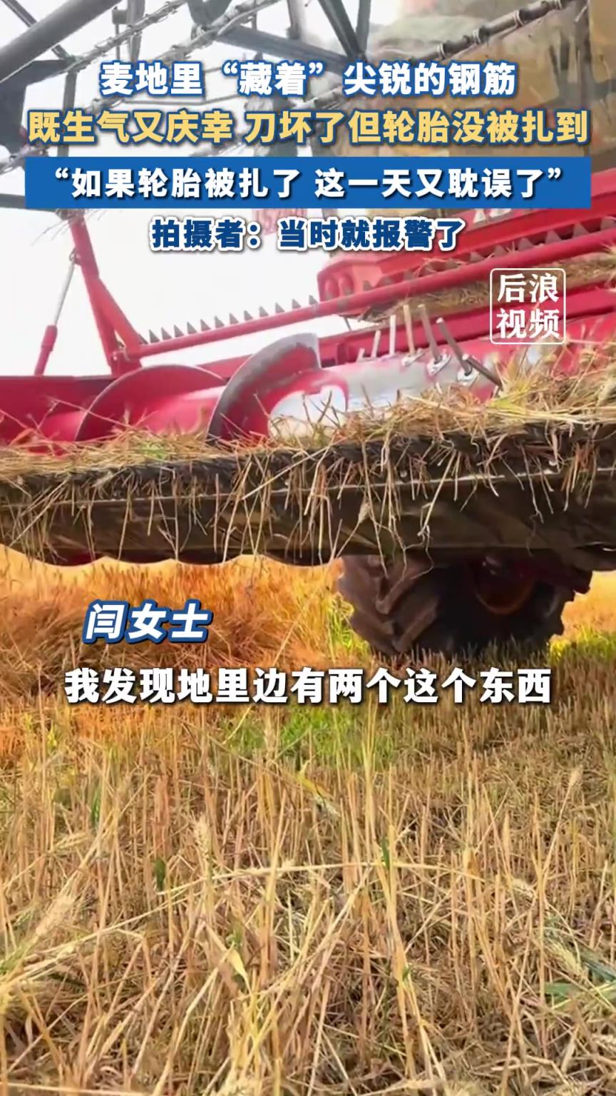 女子开收割机收麦发现地里藏尖锐钢筋