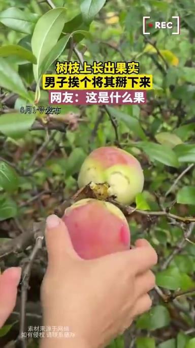 樹枝上長出果實，男子挨個將其掰下來，網(wǎng)友：這是什么果