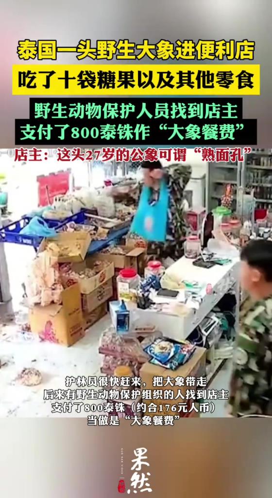 泰国大象进便利店吃零食，这才是动物保护组织应该干的事儿