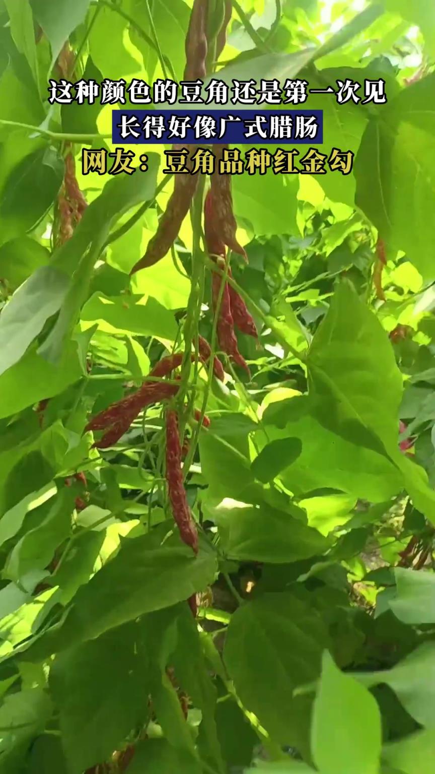 这种颜色的豆角还是第一次见，长得好像广式腊肠