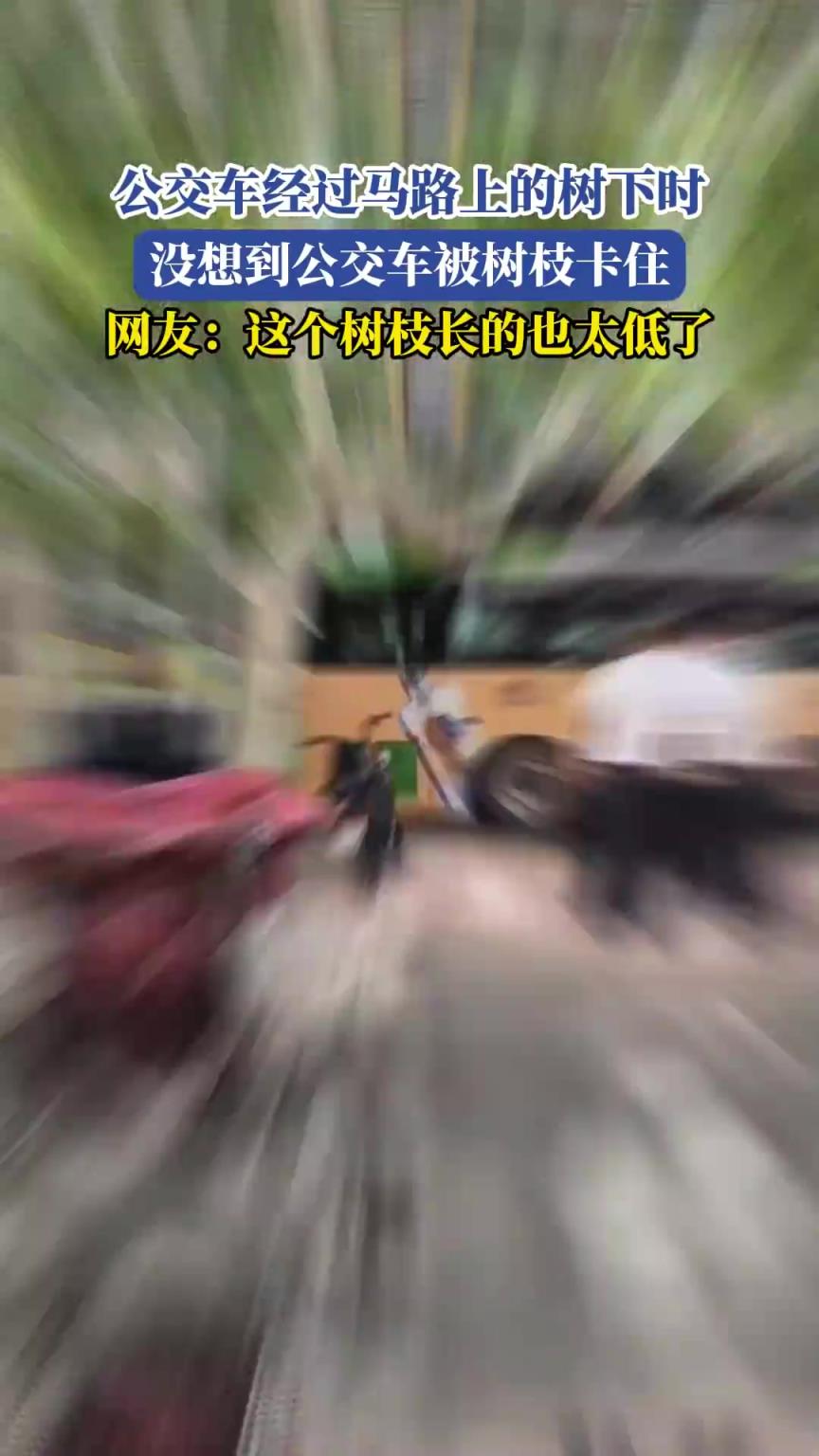 公交车经过马路上的树下时，没想到公交车被树枝卡住