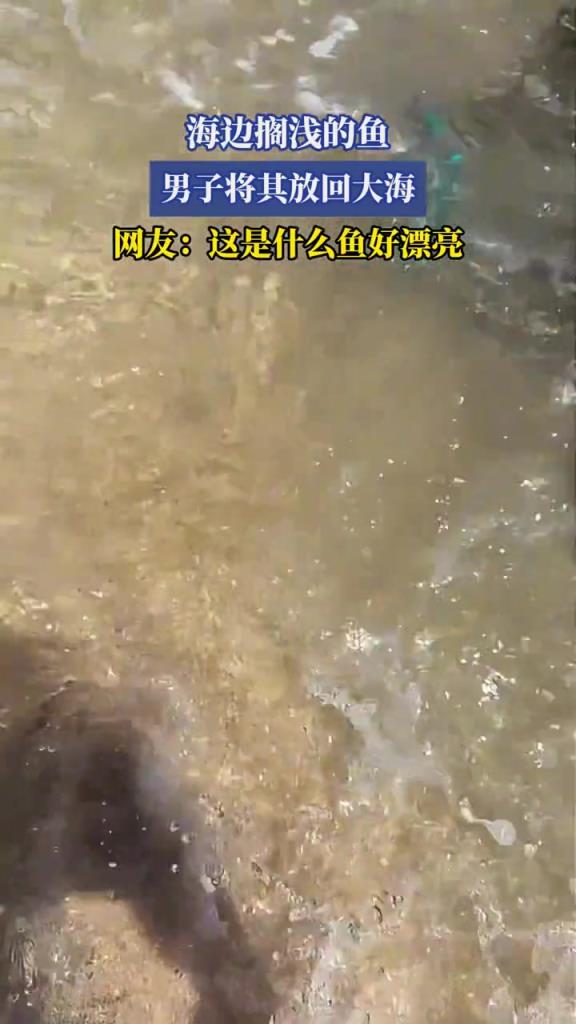 海边搁浅的鱼,男子将其放回大海,网友:这是什么鱼好漂亮