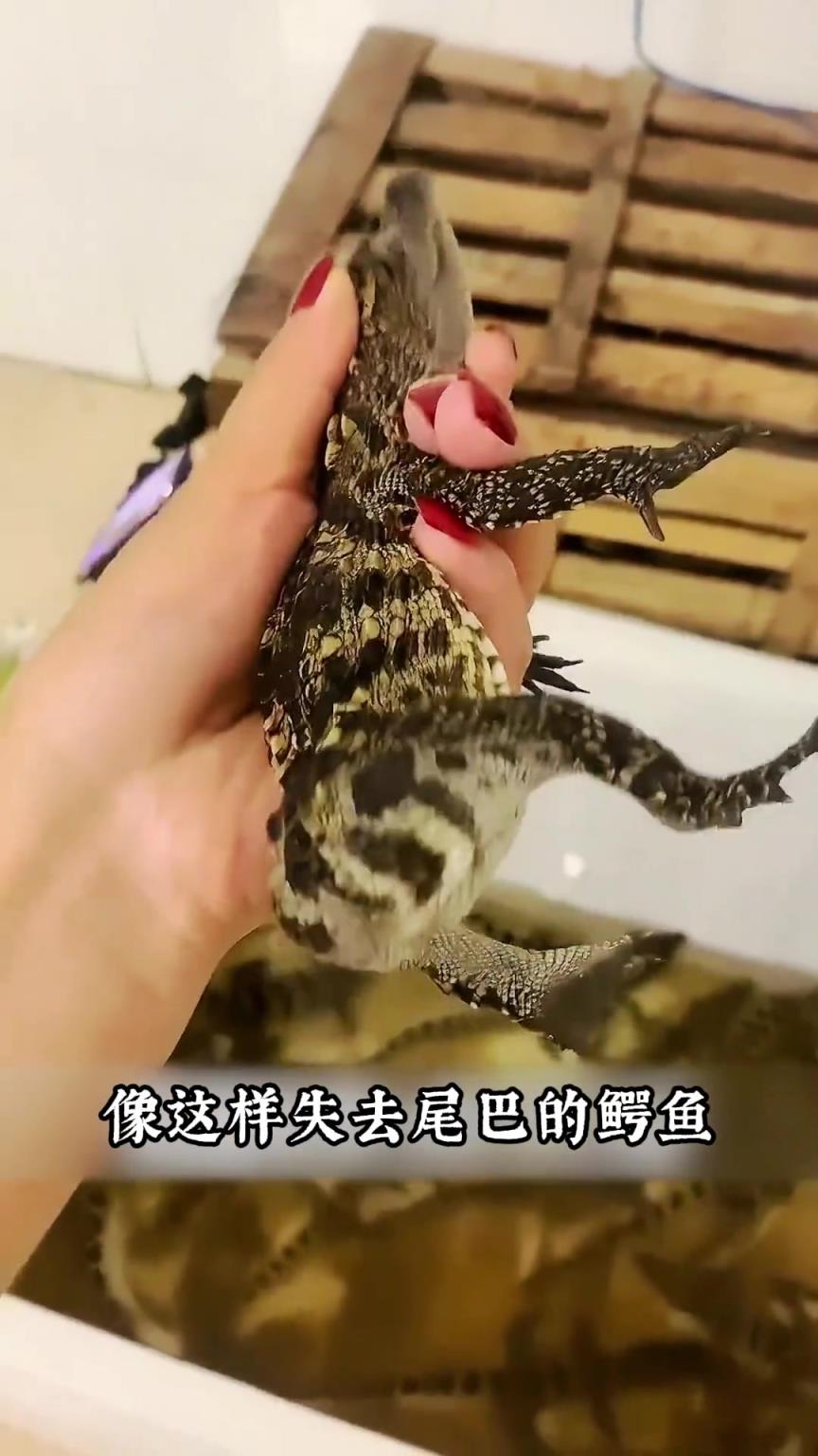 没有尾巴的鳄鱼？
