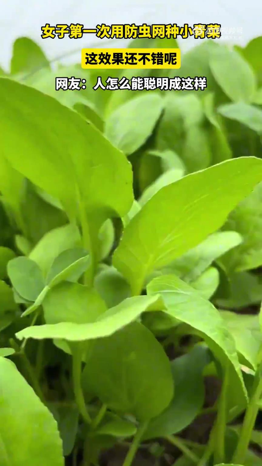 女子首次用防虫网种小青菜，效果颇为不错