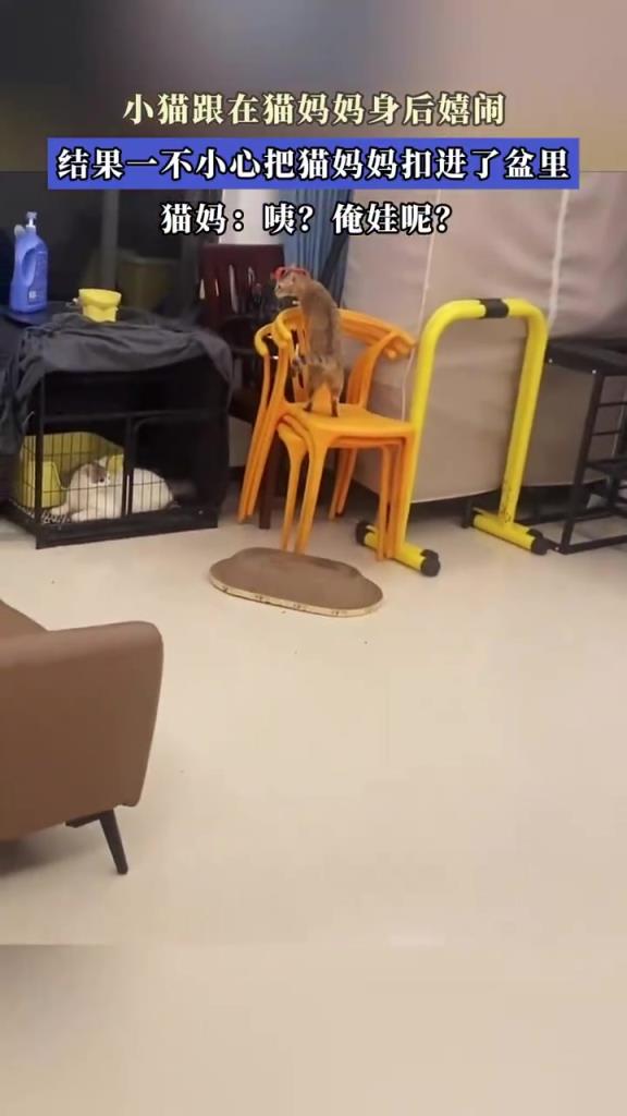 小猫跟在猫妈妈身后嬉闹，结果一不小心把猫妈妈扣进了盆里！