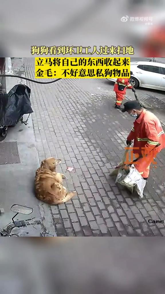 狗狗看见环卫工人到身边打扫，立刻将自己的东西护住