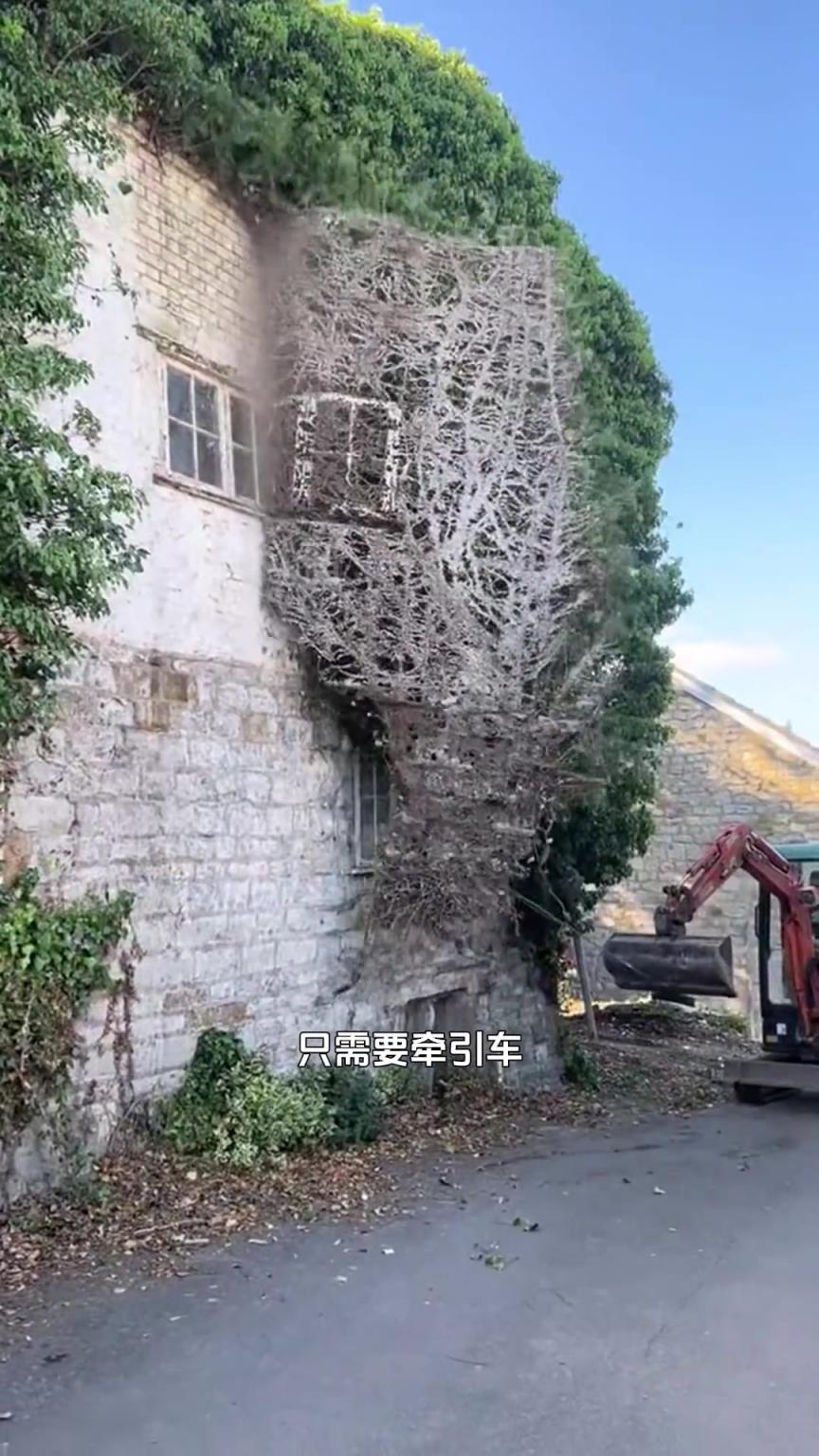清理爬山虎的过程很解压！