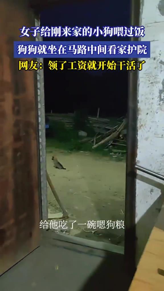 女子给刚来家的小狗喂过饭 狗狗就坐在马路中间看家护院