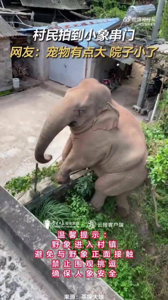 小象爬進(jìn)村民家中“串門”，網(wǎng)友：寵物有點(diǎn)大，院子小了！