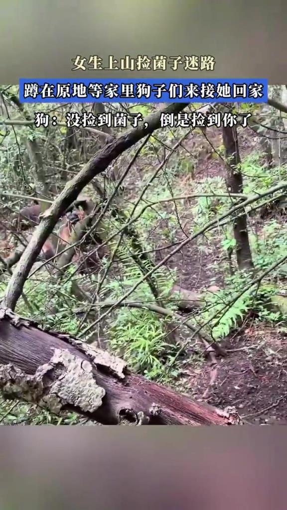 女生上山捡菌子迷路，蹲在原地等家里狗子们来接她回家！
