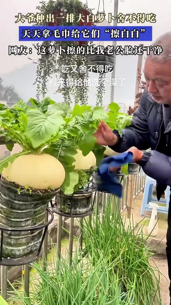 大爷种出一排大白萝卜舍不得吃，天天拿毛巾给它们“擦白白”！